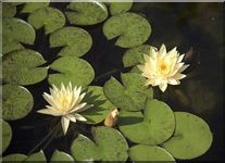 Yellow water lilies