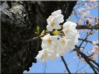 Cheery blossom, National Mall