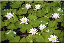 Waterlily Carnea, Turtle Bay